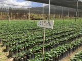 Coffee Report: Geisha Coffees Not From Panama
