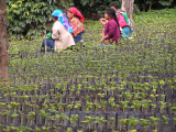 Coffee Report | Guatemala Coffee Reviews
